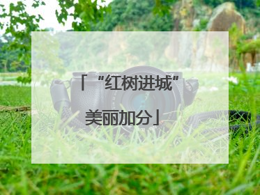 “红树进城” 美丽加分