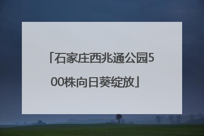 石家庄西兆通公园500株向日葵绽放