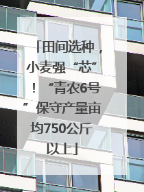 田间选种，小麦强“芯”！“青农6号”保守产量亩均750公斤以上