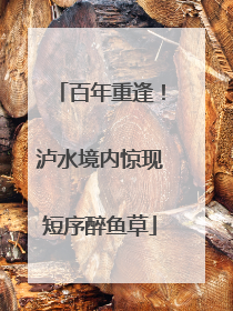 百年重逢！泸水境内惊现短序醉鱼草