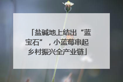 盐碱地上结出“蓝宝石”，小蓝莓串起乡村振兴全产业链