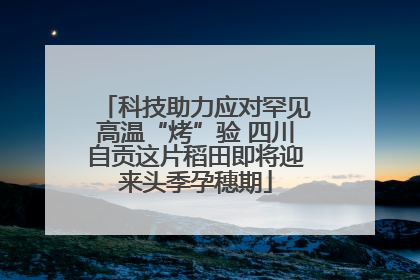 科技助力应对罕见高温“烤”验 四川自贡这片稻田即将迎来头季孕穗期