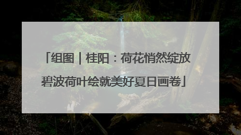 组图｜桂阳：荷花悄然绽放 碧波荷叶绘就美好夏日画卷