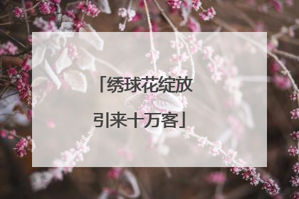 绣球花绽放 引来十万客
