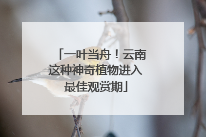 一叶当舟！云南这种神奇植物进入最佳观赏期