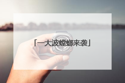 一大波螳螂来袭