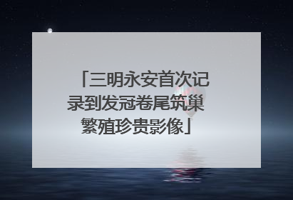三明永安首次记录到发冠卷尾筑巢繁殖珍贵影像