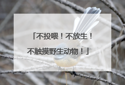 不投喂！不放生！不触摸野生动物！