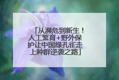 从濒危到新生！人工繁育+野外保护让中国绿孔雀走上种群逆袭之路