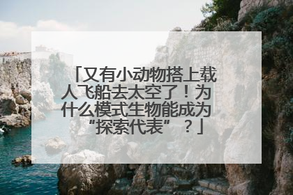 又有小动物搭上载人飞船去太空了！为什么模式生物能成为“探索代表”？
