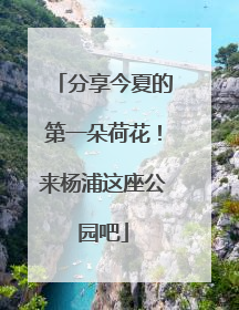 分享今夏的第一朵荷花！来杨浦这座公园吧