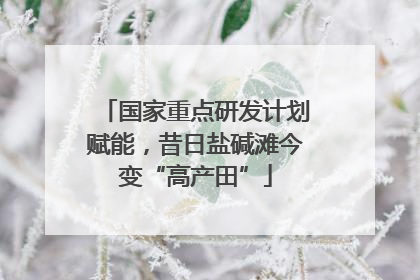 国家重点研发计划赋能，昔日盐碱滩今变“高产田”