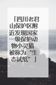 四川老君山保护区附近发现国家一级保护动物小灵猫 被称为“生态试纸”