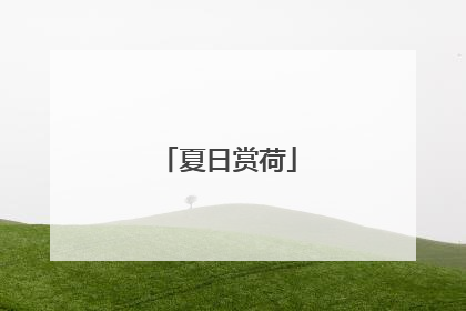 夏日赏荷