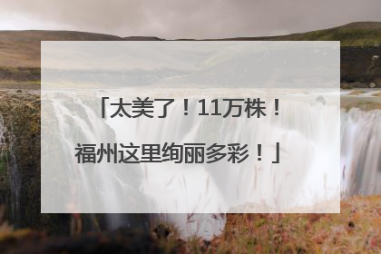 太美了！11万株！福州这里绚丽多彩！