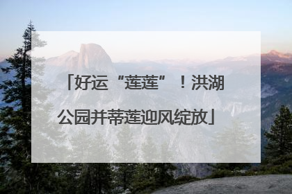 好运“莲莲”！洪湖公园并蒂莲迎风绽放