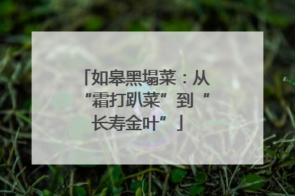 如皋黑塌菜：从“霜打趴菜”到“长寿金叶”
