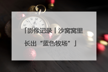 影像记录丨沙窝窝里长出“蓝色牧场”
