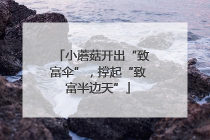 小蘑菇开出“致富伞”，撑起“致富半边天”