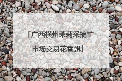广西横州茉莉采摘忙 市场交易花香飘