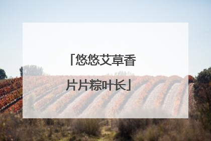 悠悠艾草香 片片粽叶长