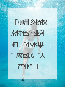柳州乡镇探索特色产业种植 “小水果”成富民“大产业”