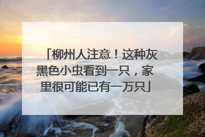 柳州人注意！这种灰黑色小虫看到一只，家里很可能已有一万只