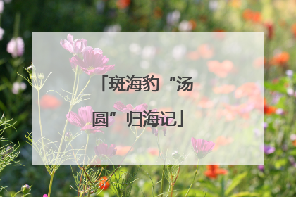 斑海豹“汤圆”归海记
