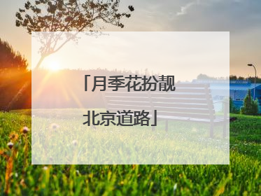 月季花扮靓北京道路
