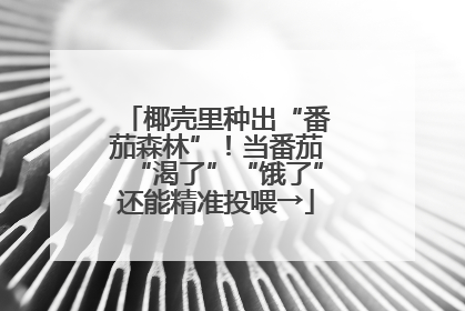 椰壳里种出“番茄森林”！当番茄“渴了”“饿了”还能精准投喂→