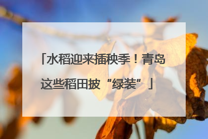 水稻迎来插秧季！青岛这些稻田披“绿装”