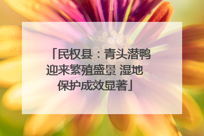 民权县：青头潜鸭迎来繁殖盛景 湿地保护成效显著
