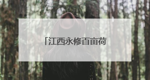 江西永修百亩荷花绽放 湿地生态美景引人醉