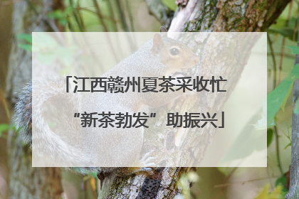 江西赣州夏茶采收忙 “新茶勃发”助振兴