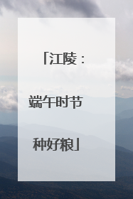 江陵：端午时节种好粮