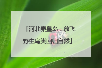 河北秦皇岛：放飞野生鸟类回归自然