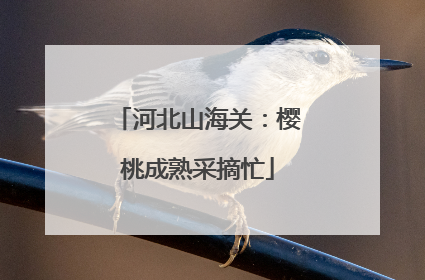 河北山海关：樱桃成熟采摘忙