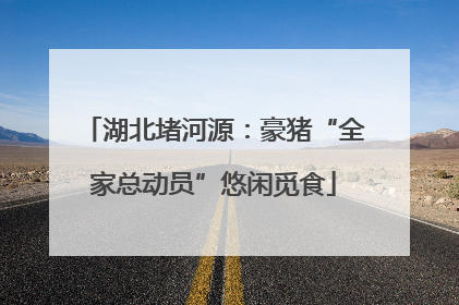 湖北堵河源：豪猪“全家总动员”悠闲觅食