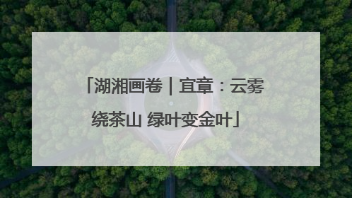 湖湘画卷｜宜章：云雾绕茶山 绿叶变金叶