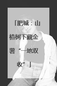 肥城：山楂树下藏金薯“一地双收”