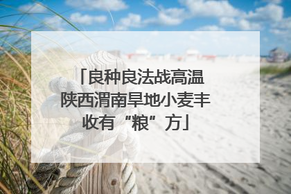 良种良法战高温 陕西渭南旱地小麦丰收有“粮”方