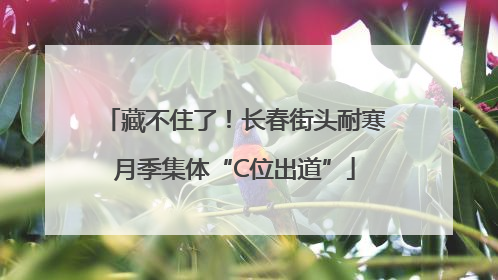 藏不住了！长春街头耐寒月季集体“C位出道”