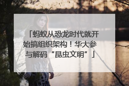 蚂蚁从恐龙时代就开始搞组织架构！华大参与解码“昆虫文明”