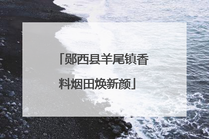 郧西县羊尾镇香料烟田焕新颜