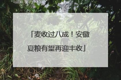 麦收过八成！安徽夏粮有望再迎丰收