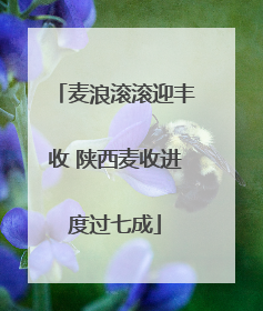 麦浪滚滚迎丰收 陕西麦收进度过七成
