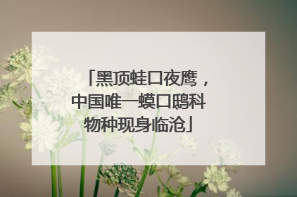黑顶蛙口夜鹰，中国唯一蟆口鸱科物种现身临沧